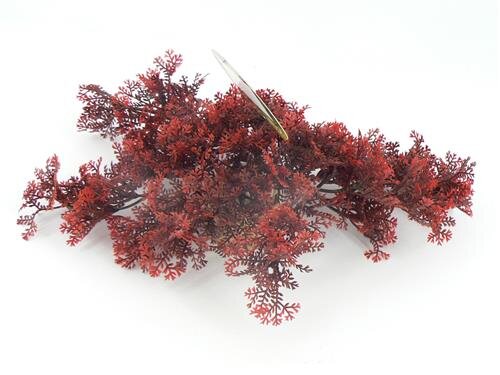 ADS Sprawling Moss 8cm