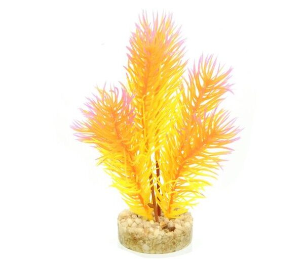 ADS Cabomba Pearl 14cm