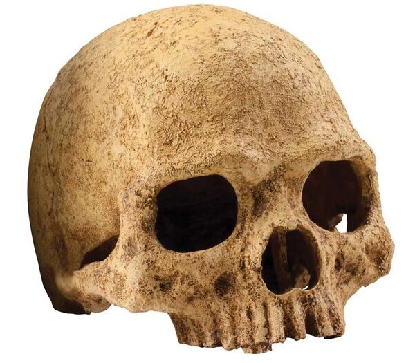 EXO Terra Primate Skull