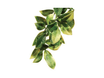EXO Terra Plant Med Mandarin