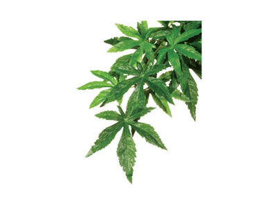 EXO Terra Silk Abuliton Plant Large