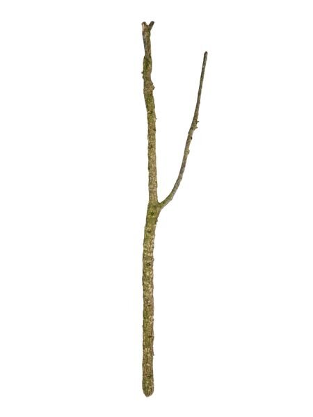 PR Cork Oak Branch 80-100cm