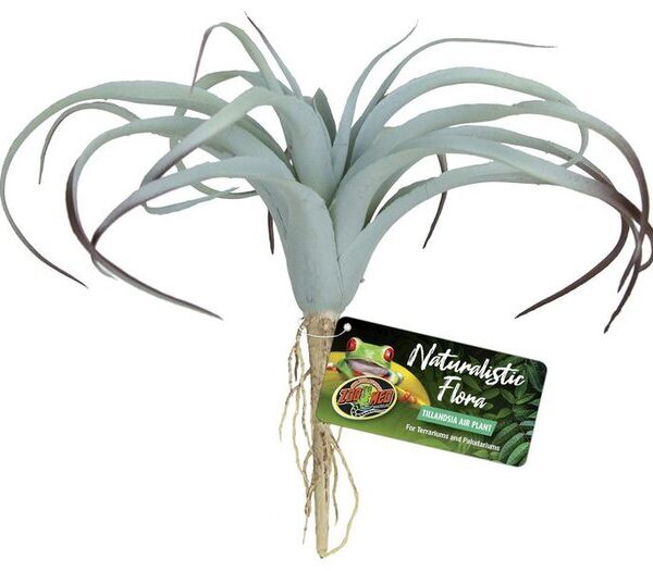 ZM Natural Flora Tillandsia Air Plant