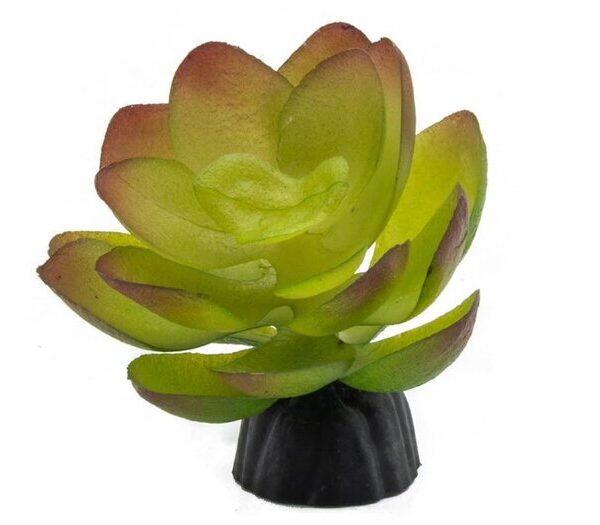 PR Echiveria Plant 10cm
