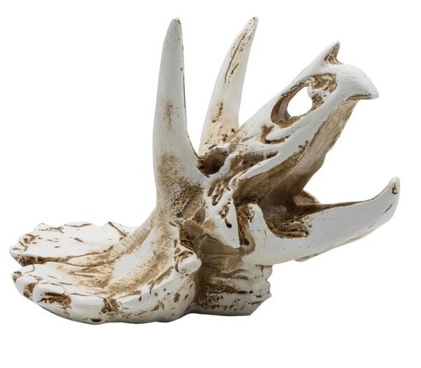 PR Triceritops Skull 17x12x12.5cm