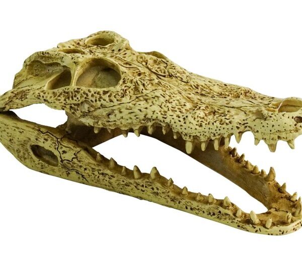 PR Crocodile Skull 24x11x9cm