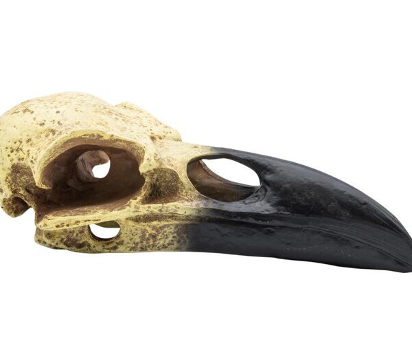 PR Corvid Skull 15.5x6.5x5.5cm