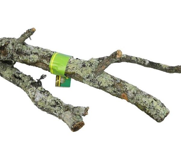 Lr Tronchos Cork Branch 40-60cm