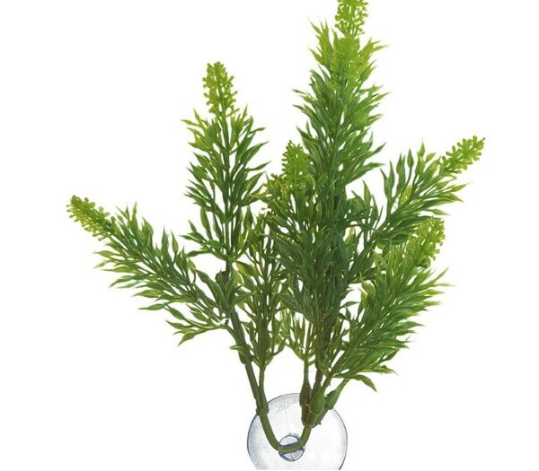 ZM Malaysian Fern Medium